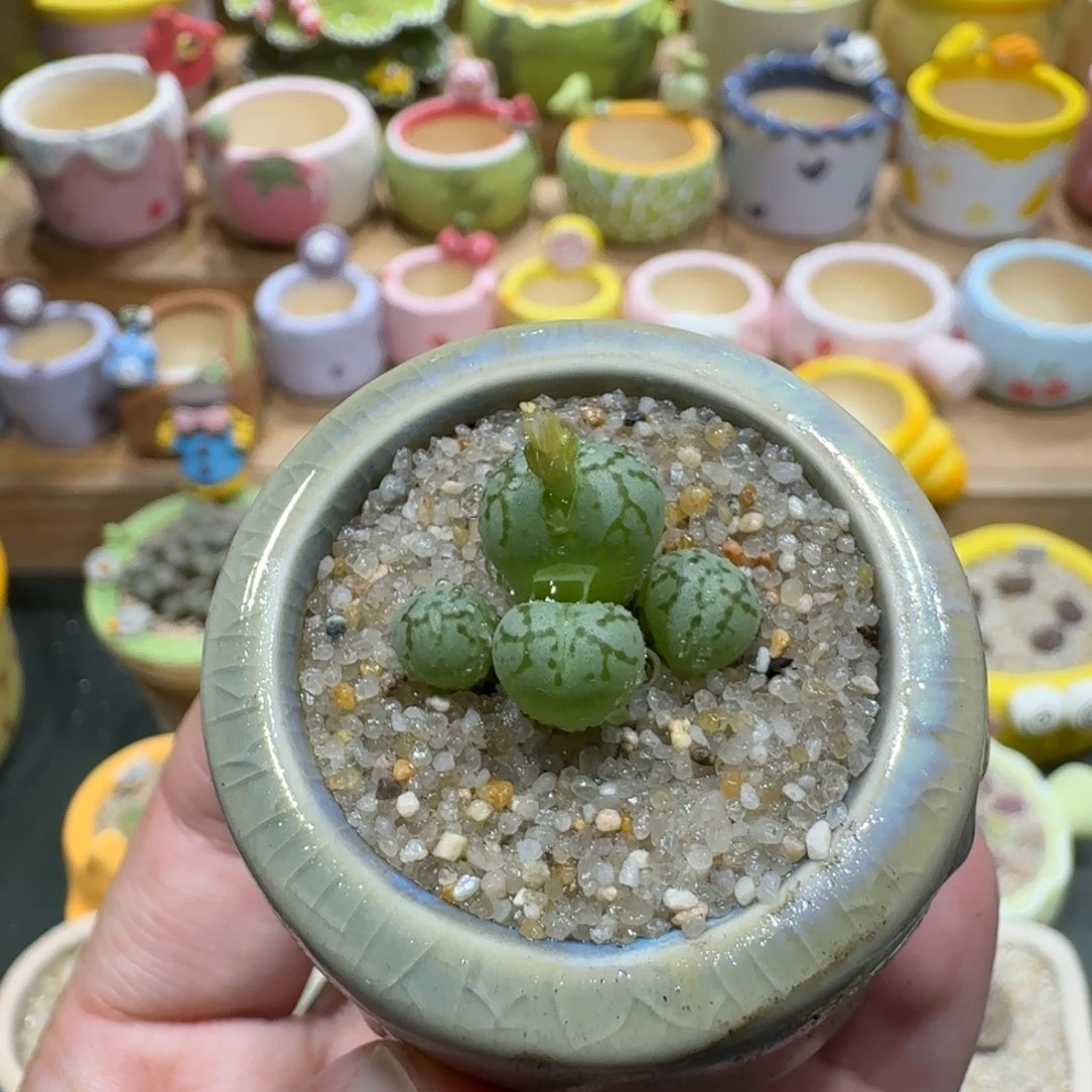 蘑菇1206肉锥群多肉植物