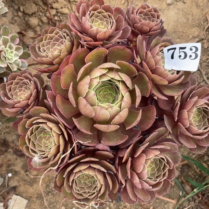 无花朵753多肉植物黑魔