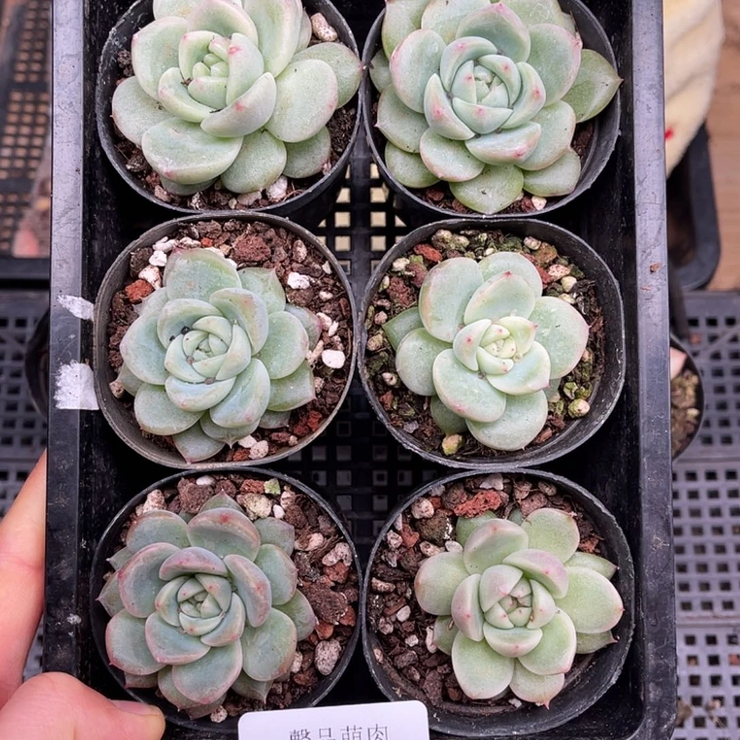 多肉一物一拍22-90