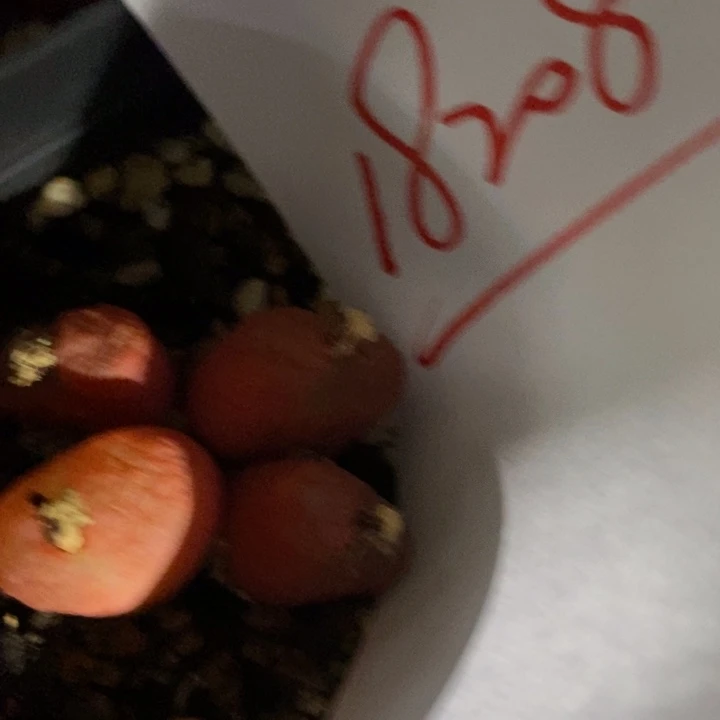 半**河18208一个一个一个