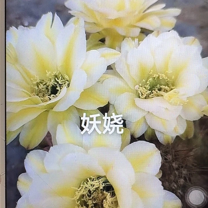 妖娆侧芽5公分左右毛花柱（20包邮）