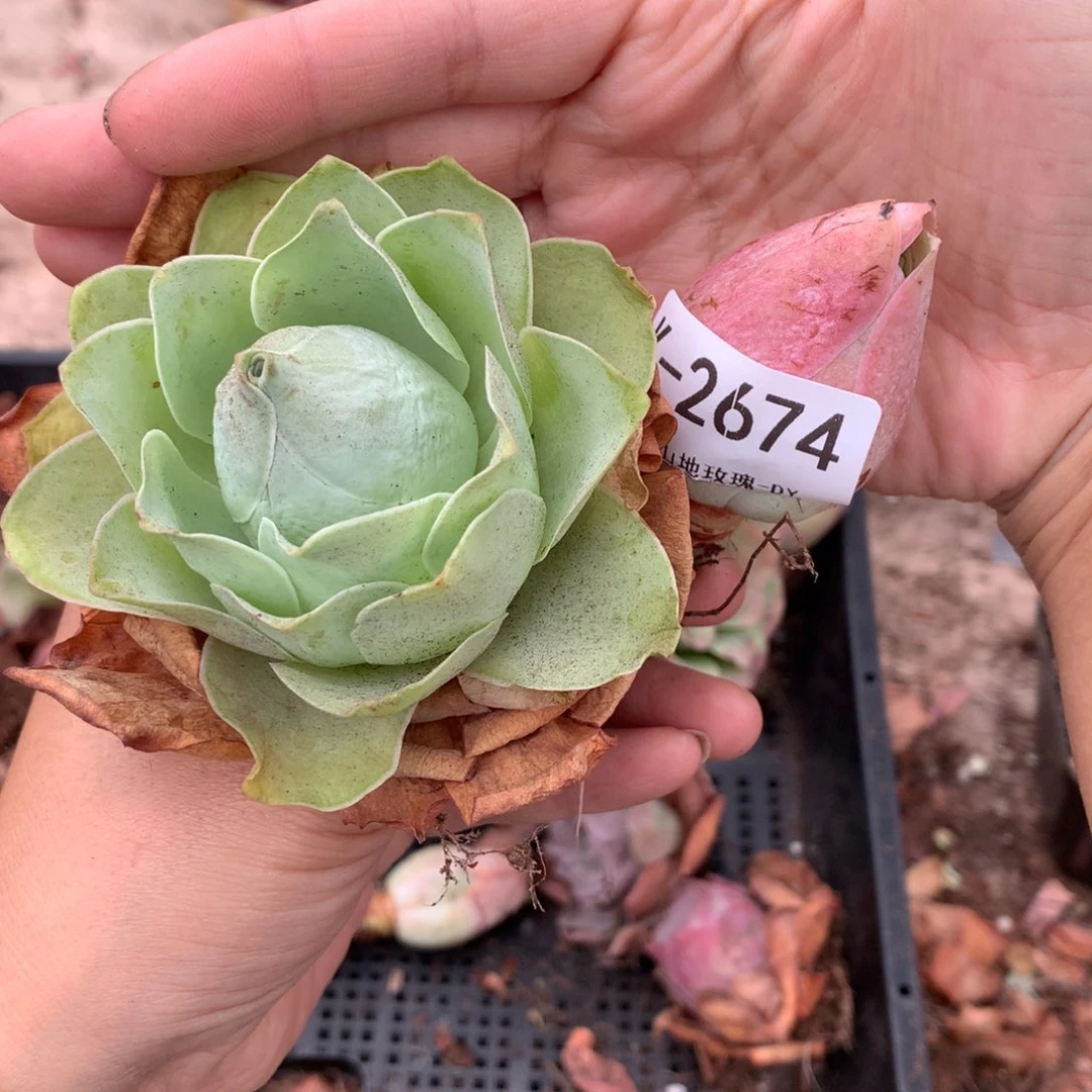 2674福利x f g h h h v c c