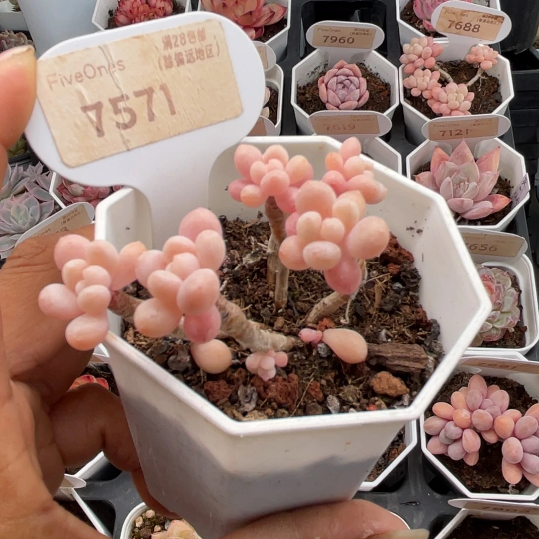 洛可可7571-6.0厘米