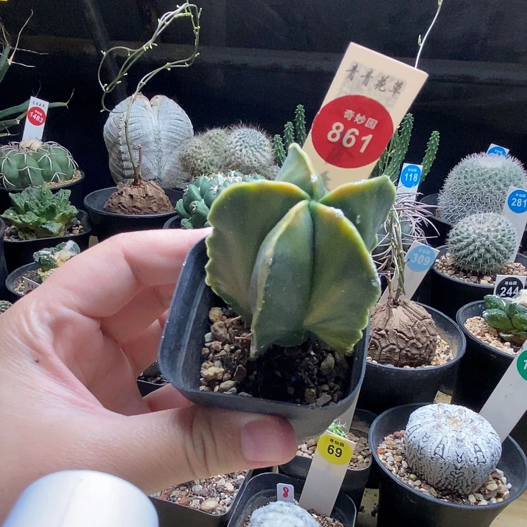 黄体鸾凤玉一颗仙人球