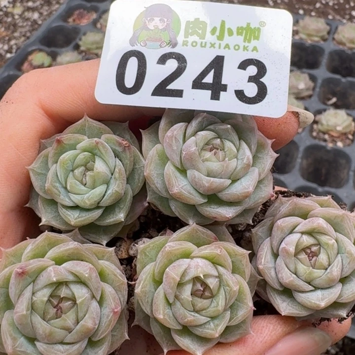 当前无花朵，栽培后可花朵多肉植物多肉植物