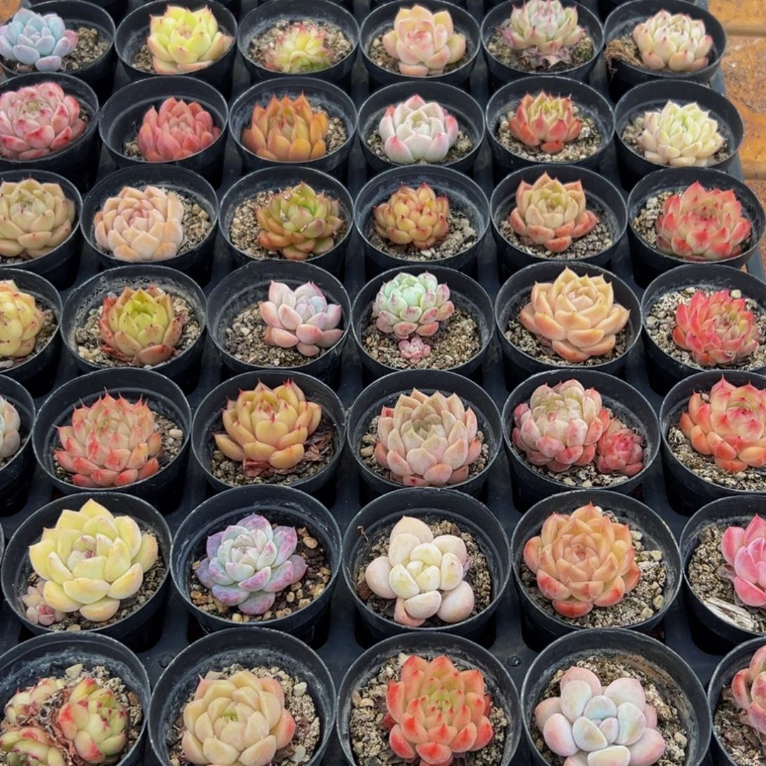 213多肉葡萄在领导