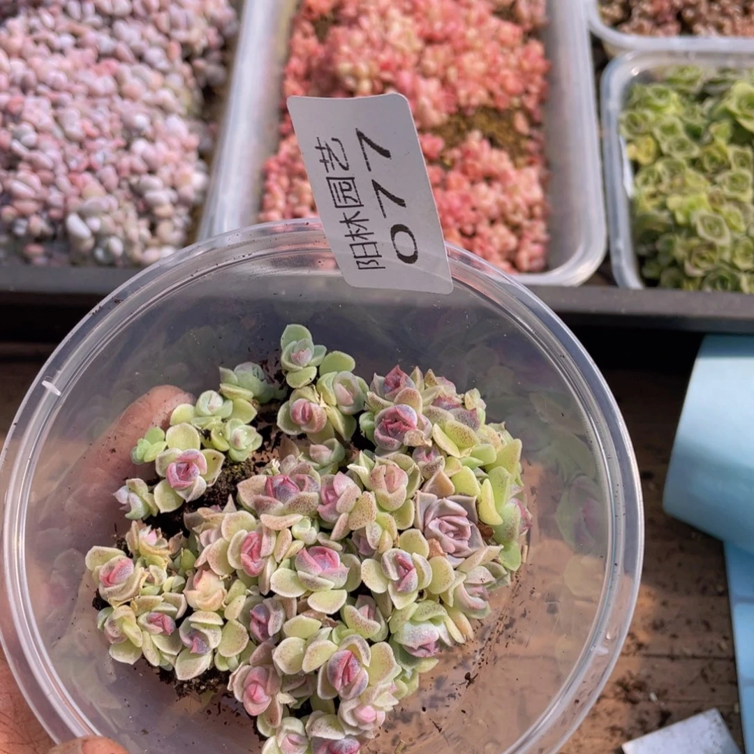 多肉植物多肉植物77