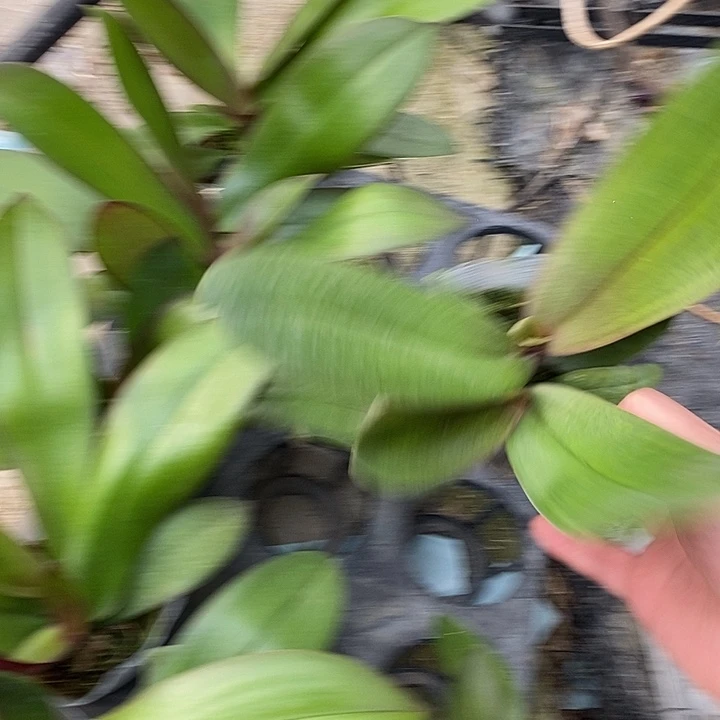 当前无花栽培后可以开花双头泼墨满天红