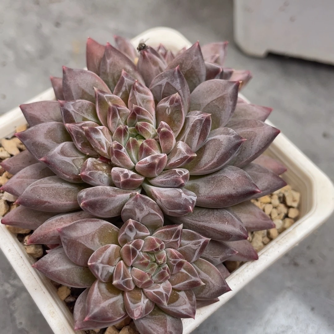 克拉克三头群生暗纹体