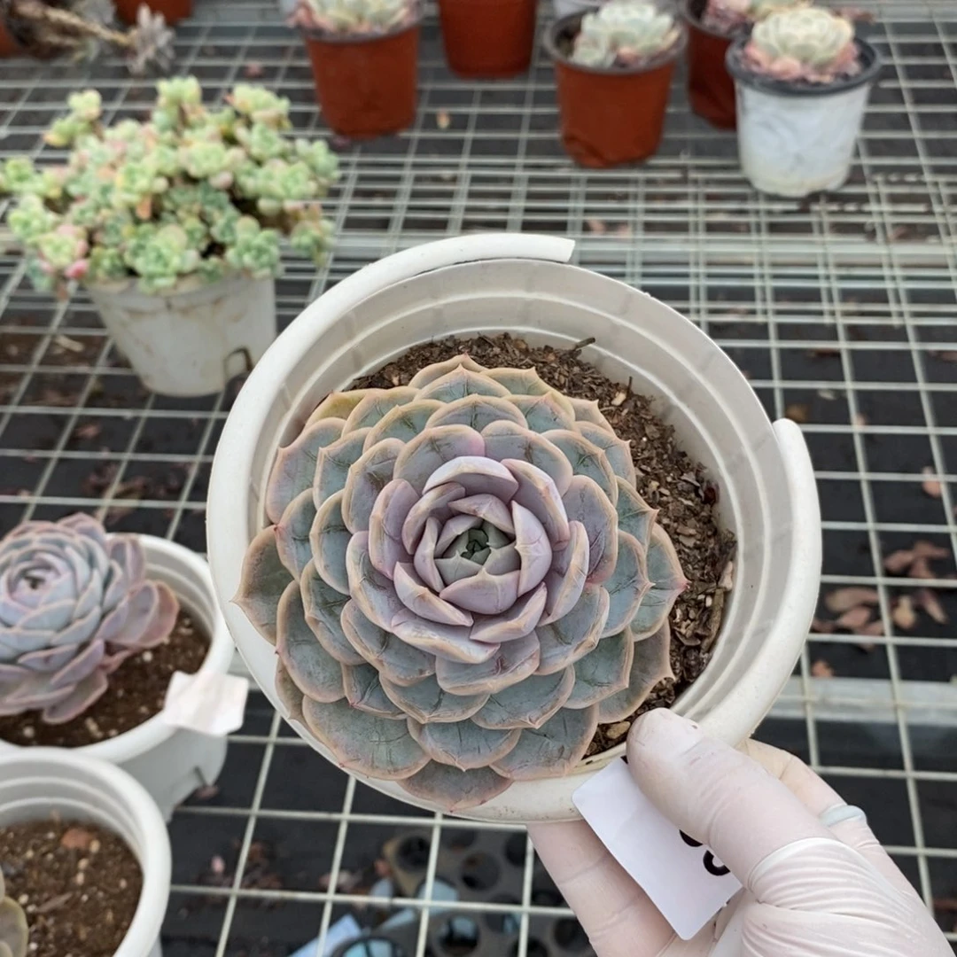 189蓝色惊喜一物一拍