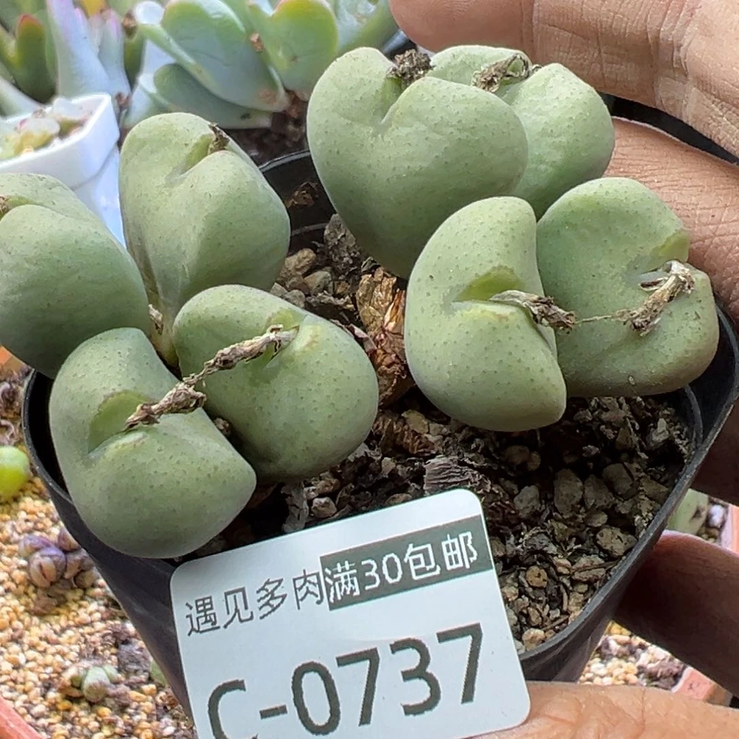 多肉植物11111111111111111