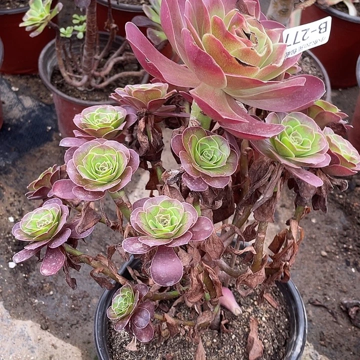 277魅金玫瑰多肉植物法师