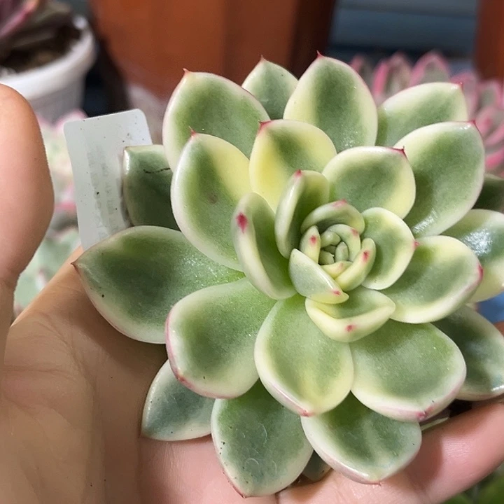 322蔚蓝乌木锦炸多肉