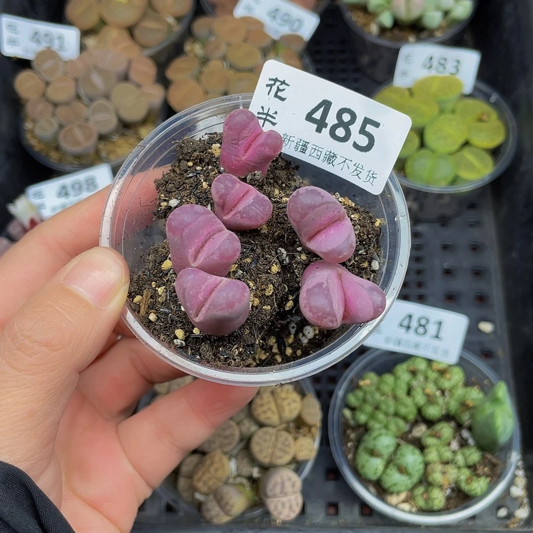 485000花花花花花花