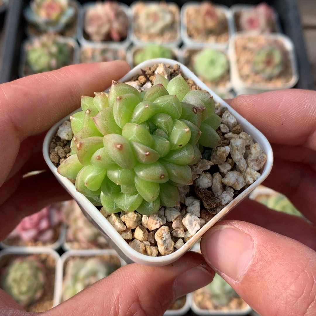 灵鉴5头群。       11号