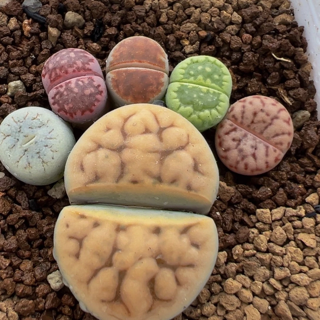 95多肉植物百科知识