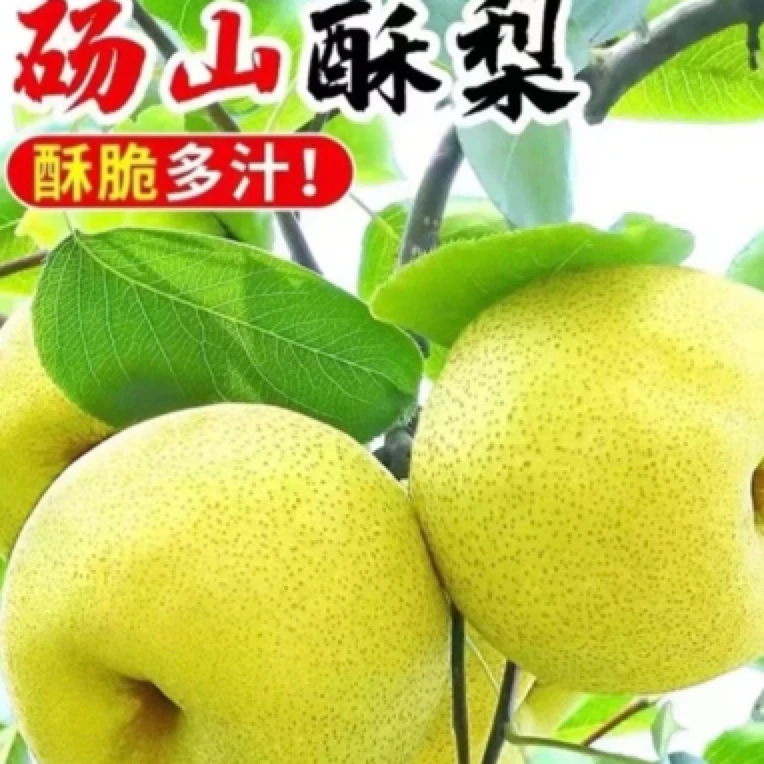 （顺丰包邮） 正宗砀山酥梨 冰糖雪梨 爆汁纯甜 皮薄母梨