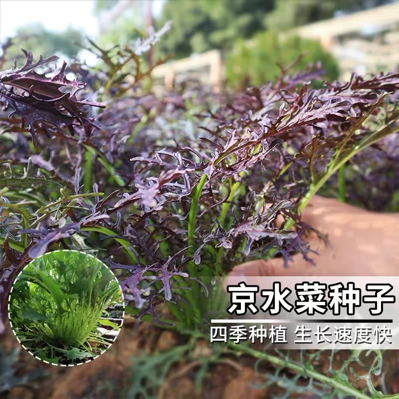 京水菜种子水晶菜芥菜种籽特色野菜叶菜四季蔬菜种子阳台庭院种植