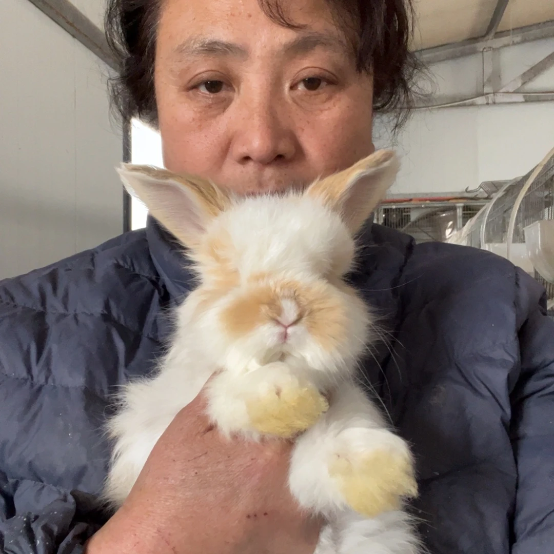 宠物兔英系安哥拉兔