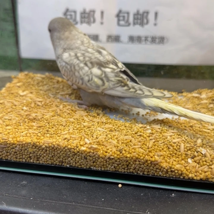 虎皮鹦鹉大头虎皮鹦鹉