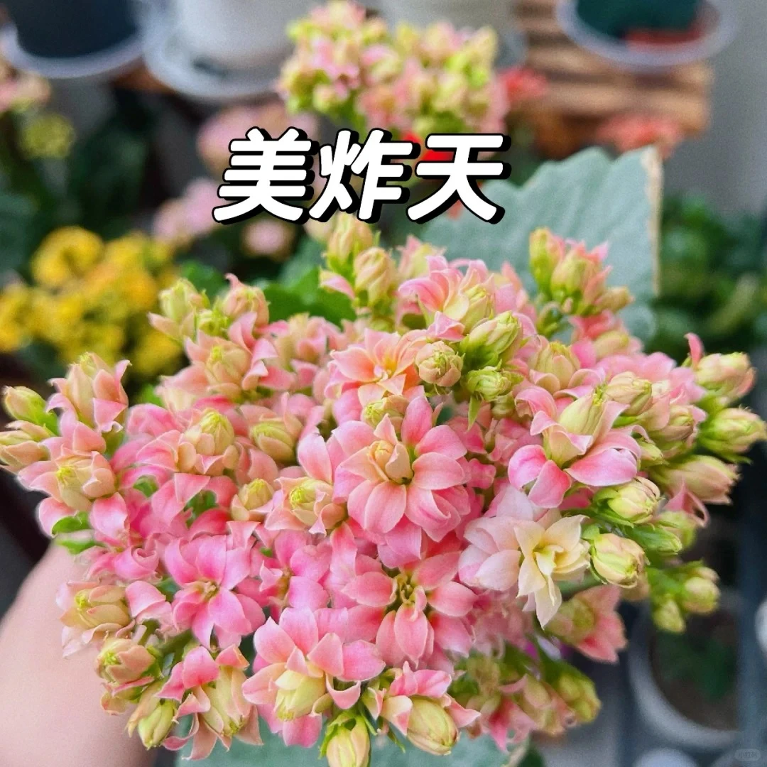 （美炸天110盆）基地直发一代长寿  稀有大花品种  室内懒人花