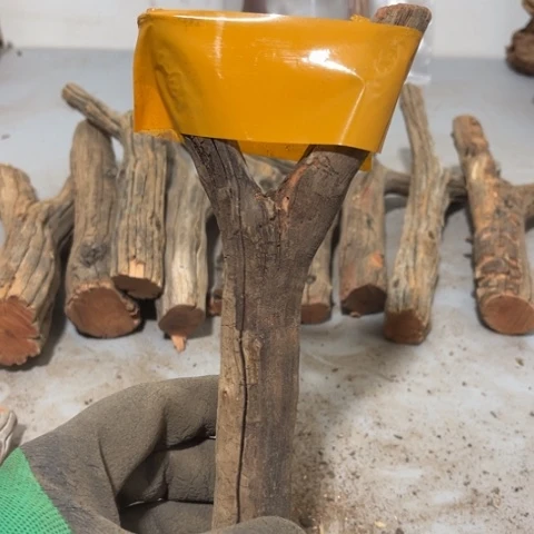 大果紫檀（缅甸花梨）?****?