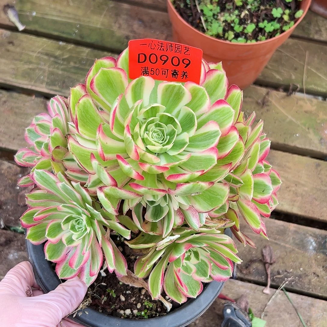 多肉植物多肉植物0909