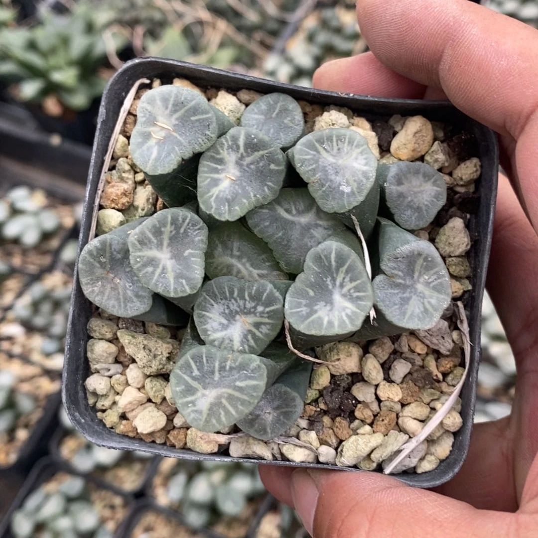 2848 一颗大瑞云 超级福利