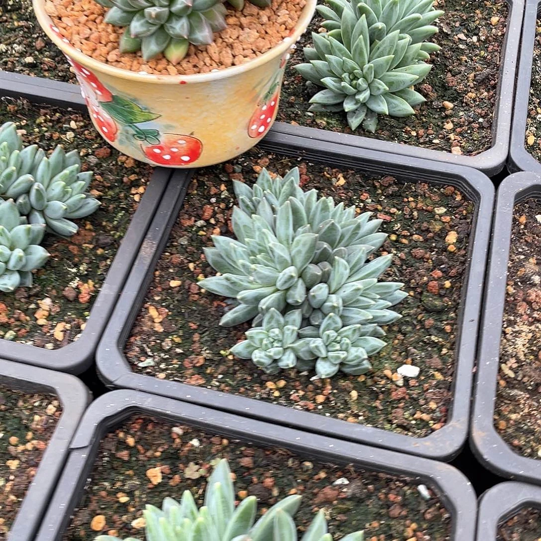 彩翼美人多头群生14厘米可挑