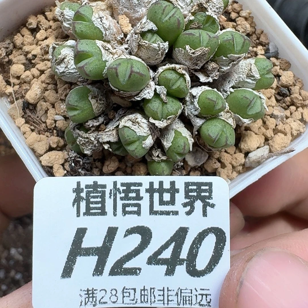 多肉植物的日子去的多