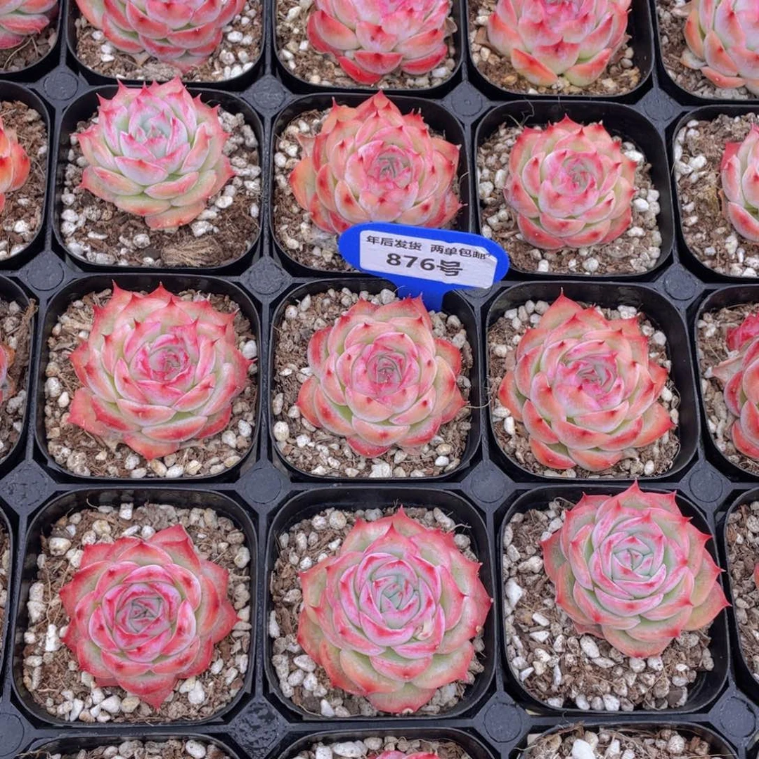 876号玫瑰花粉侧影单头两个