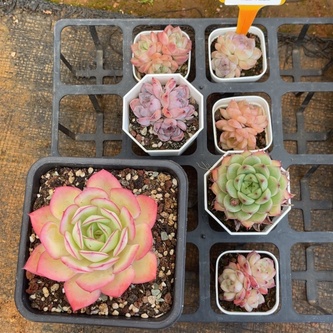 芯***?杂交×6颗+牡丹亭单头