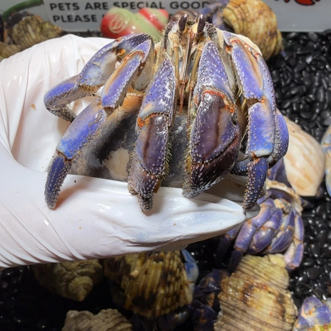 福利 3.9口异色紫陆