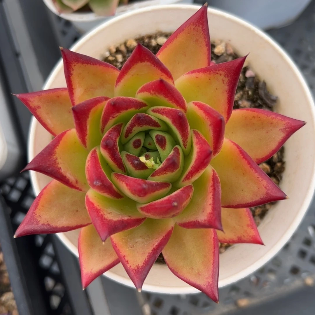 口红精控多肉一物一拍