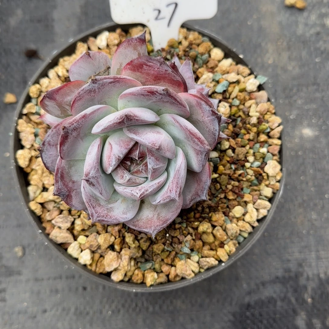 一物一拍精控紫卡27