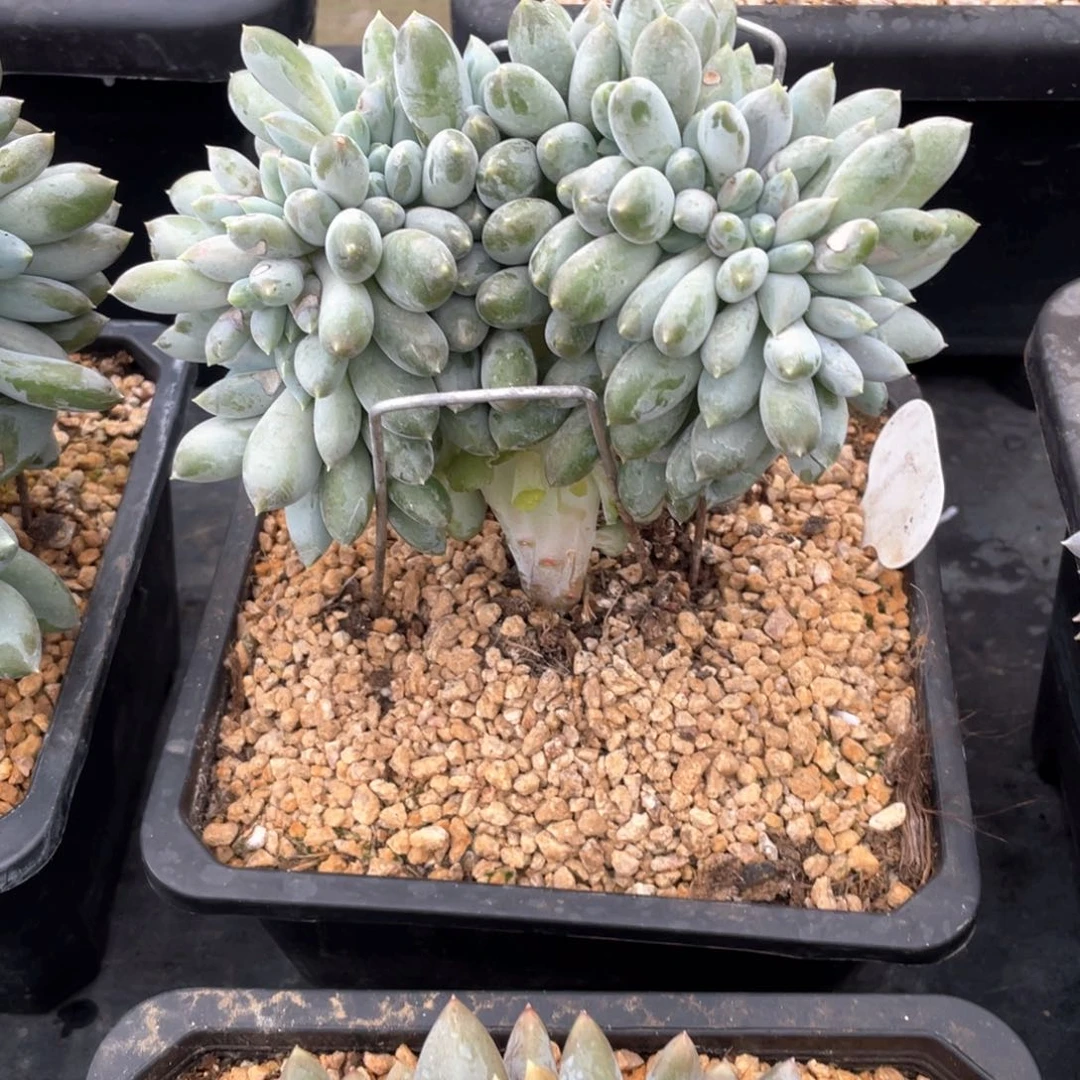 【闪购商品】超胖哥特缀