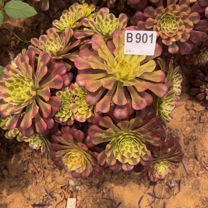 祝融砍头多肉植物901
