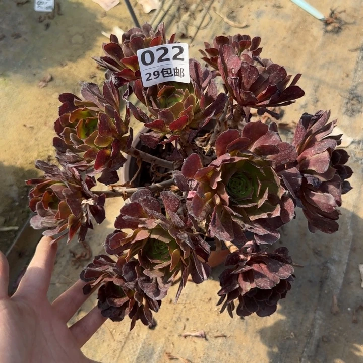 红萝莉……多肉植物……