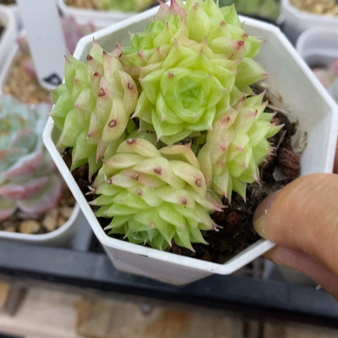 精品多肉一物一拍不包整151