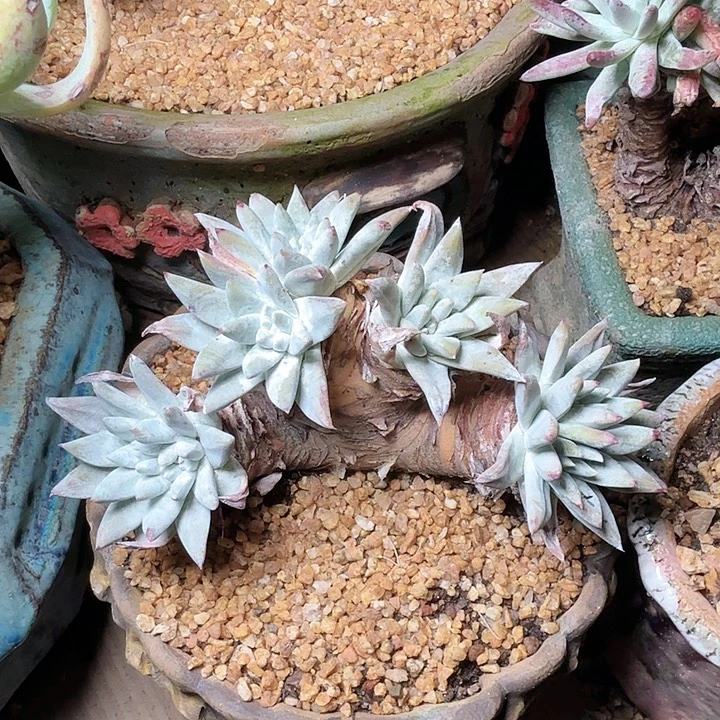 2106刘丹白菊多肉