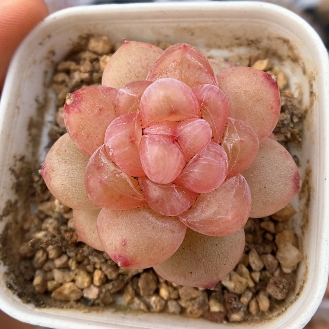 冰淇凌可拍974号。