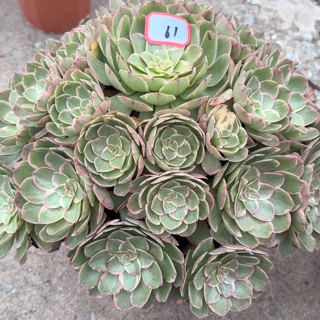 全部花朵61莲花座多肉植物