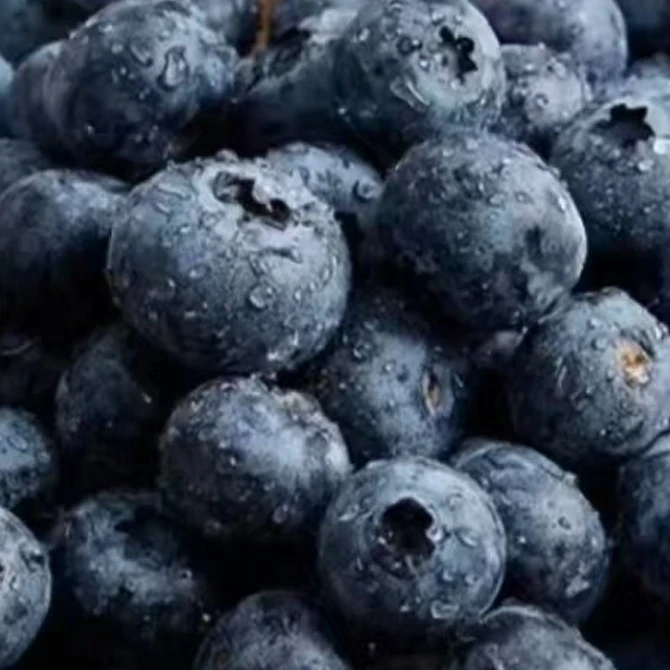 15mm蓝莓 4盒净重500g云南省