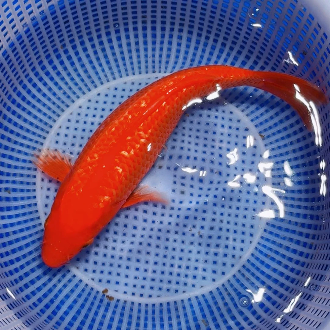 锦鲤精品甄选血统锦鲤