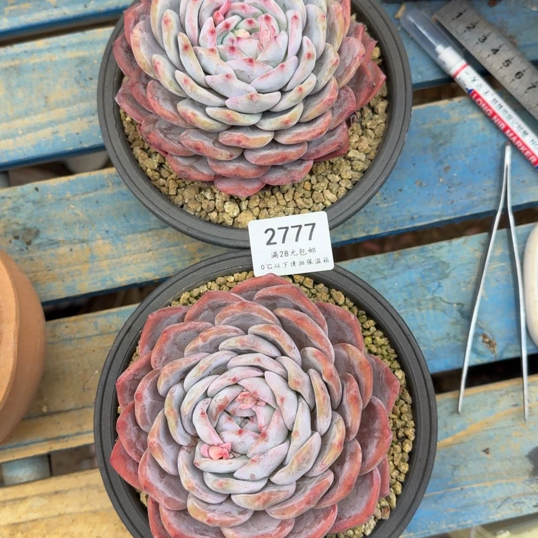 大*子2777星影单头2颗12cm