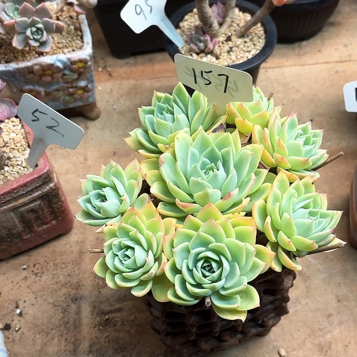 多肉植物，三色景157号