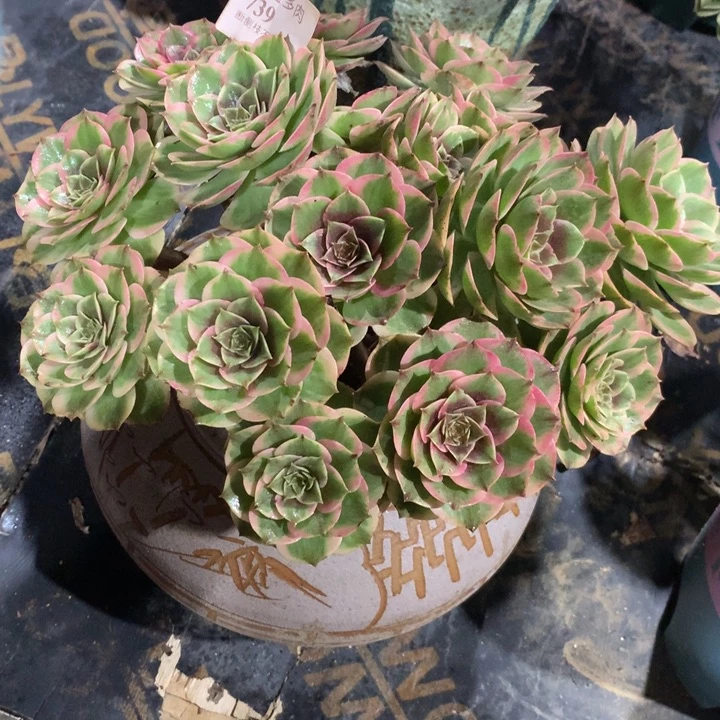 739粉花妖多肉植物特价