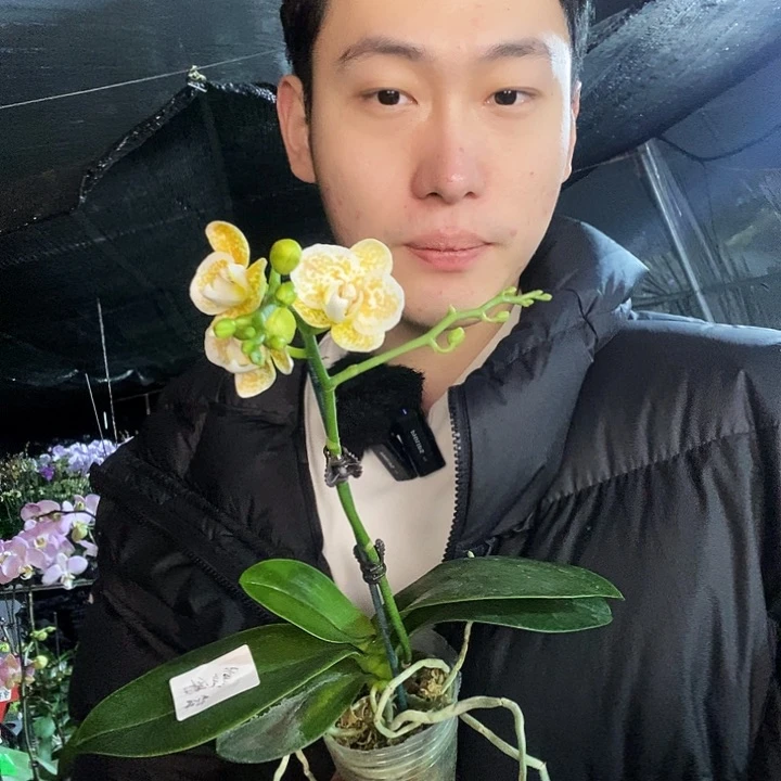 无花朵雅风黄金豹和保温