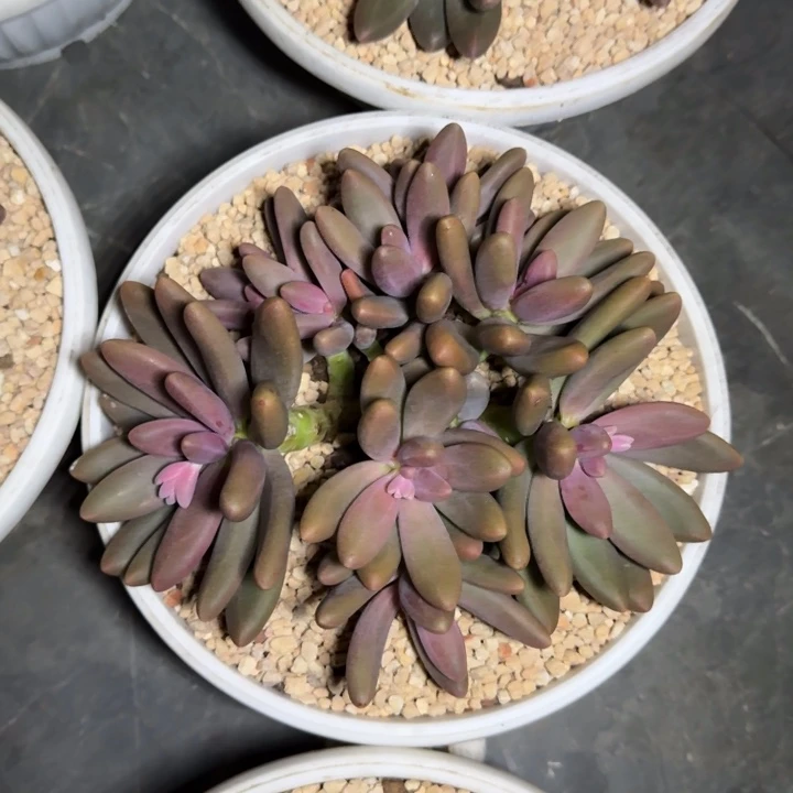 糖果美人 群生 一物一拍