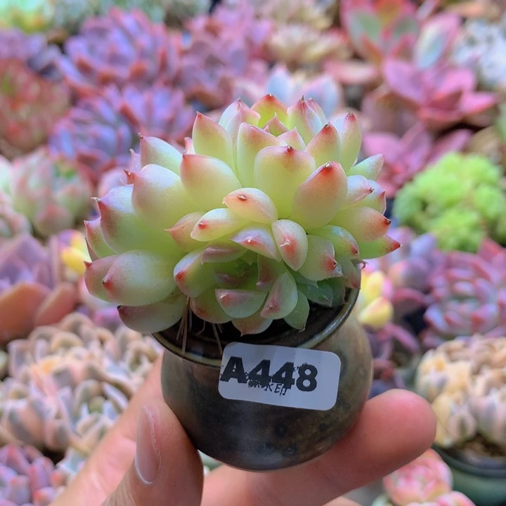 一物一拍含盆土满38包邮A448